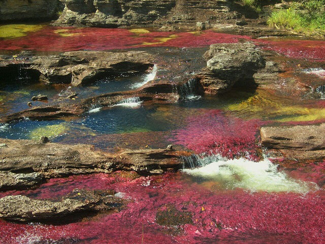 Caño cristales