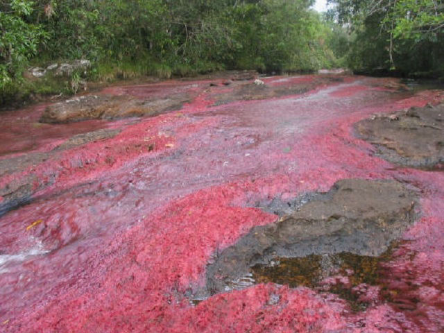 Caño Cristales