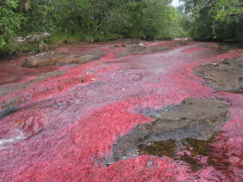 Caño Cristales Tours